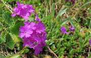29 Primula hirsuta (Primula irsuta)